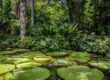 Transiciones hacia la sostenibilidad y el desafío de “doblegar la curva del colapso de la biodiversidad” en la Amazonía