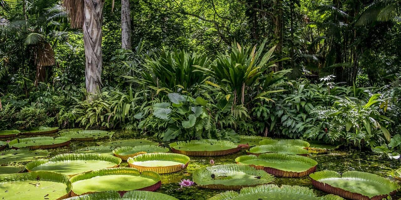 Transiciones hacia la sostenibilidad y el desafío de “doblegar la curva del colapso de la biodiversidad” en la Amazonía