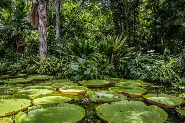 Transiciones hacia la sostenibilidad y el desafío de “doblegar la curva del colapso de la biodiversidad” en la Amazonía