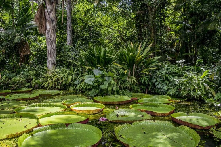 Transiciones hacia la sostenibilidad y el desafío de “doblegar la curva del colapso de la biodiversidad” en la Amazonía